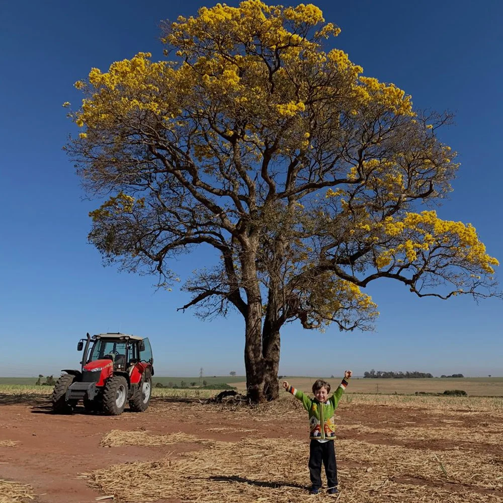 Um fazendeiro em Taquaritinga, Brasil, trabalhando sua terra com conectividade Starlink.